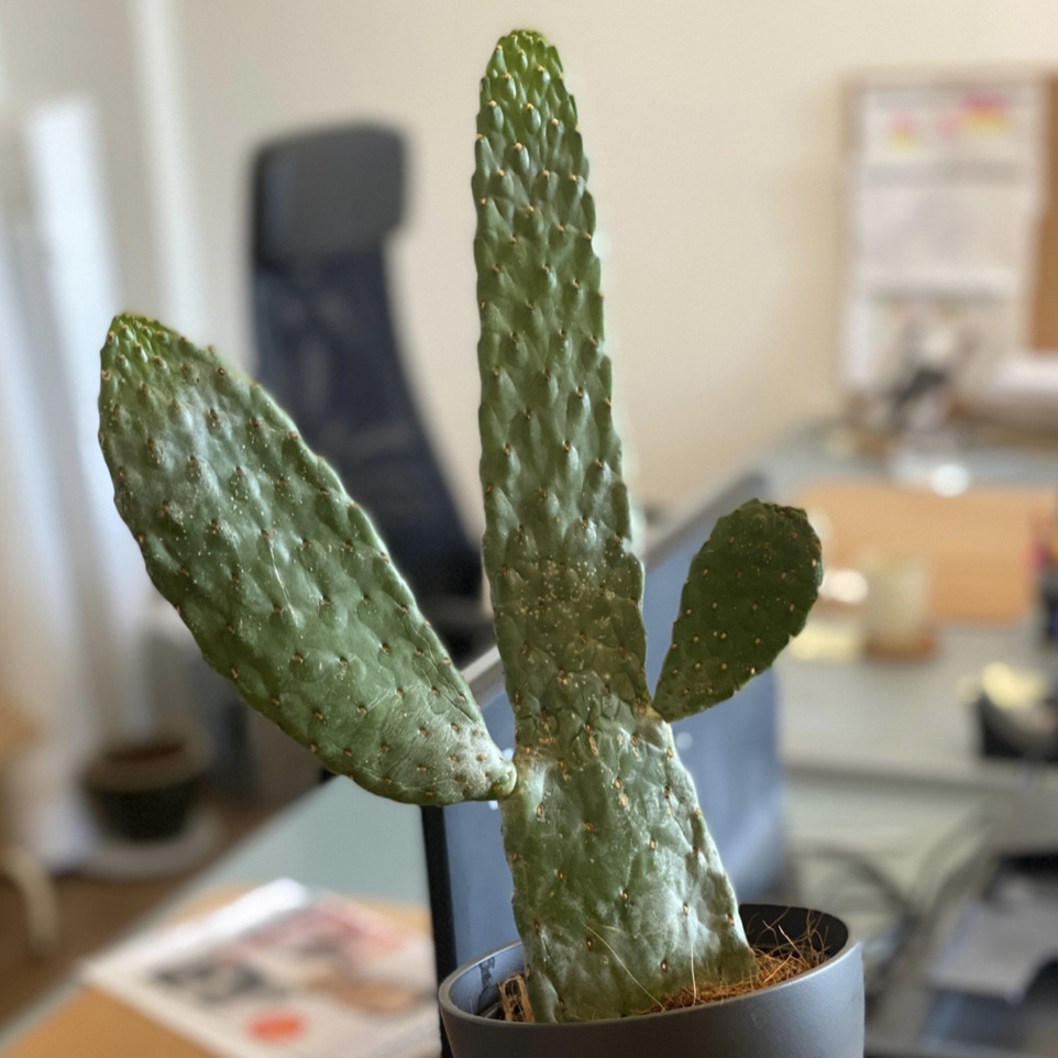 Social Media und Influencer Marketing